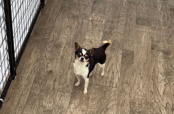 Small black and white dog standing on wooden floor near a metal gate.
