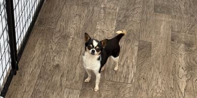 Small black and white dog standing on wooden floor near a metal gate.