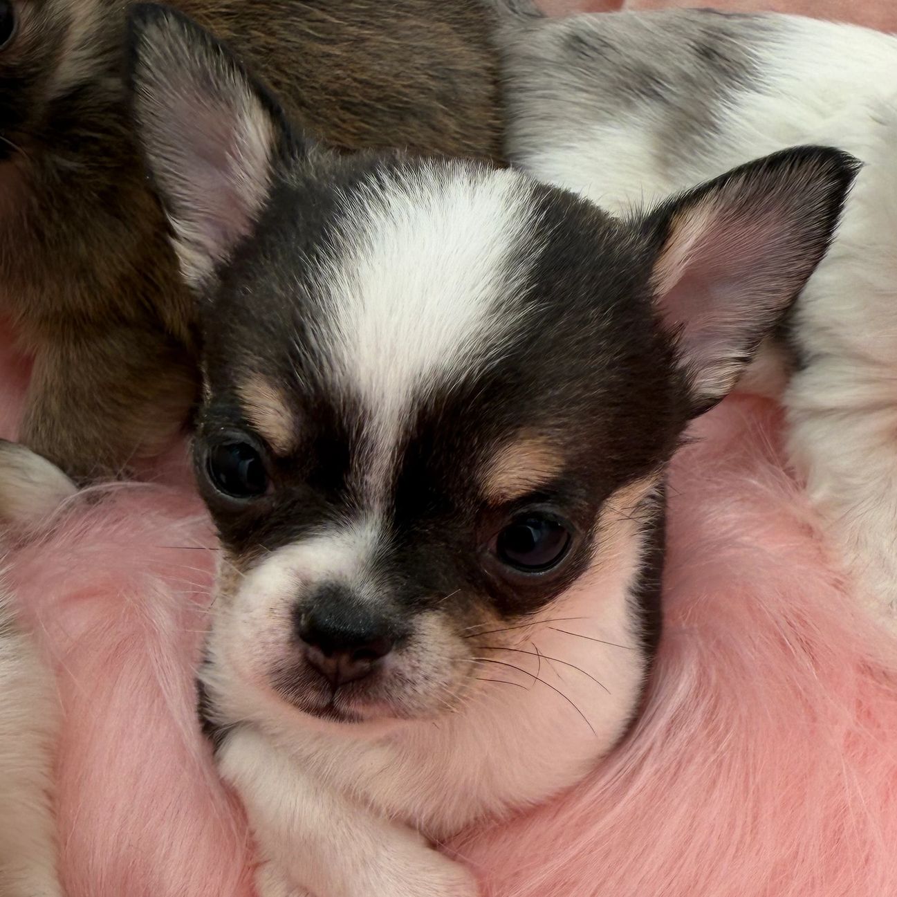 Close-up of an adorable Chihuahua puppy resting on a pink fuzzy blanket.
