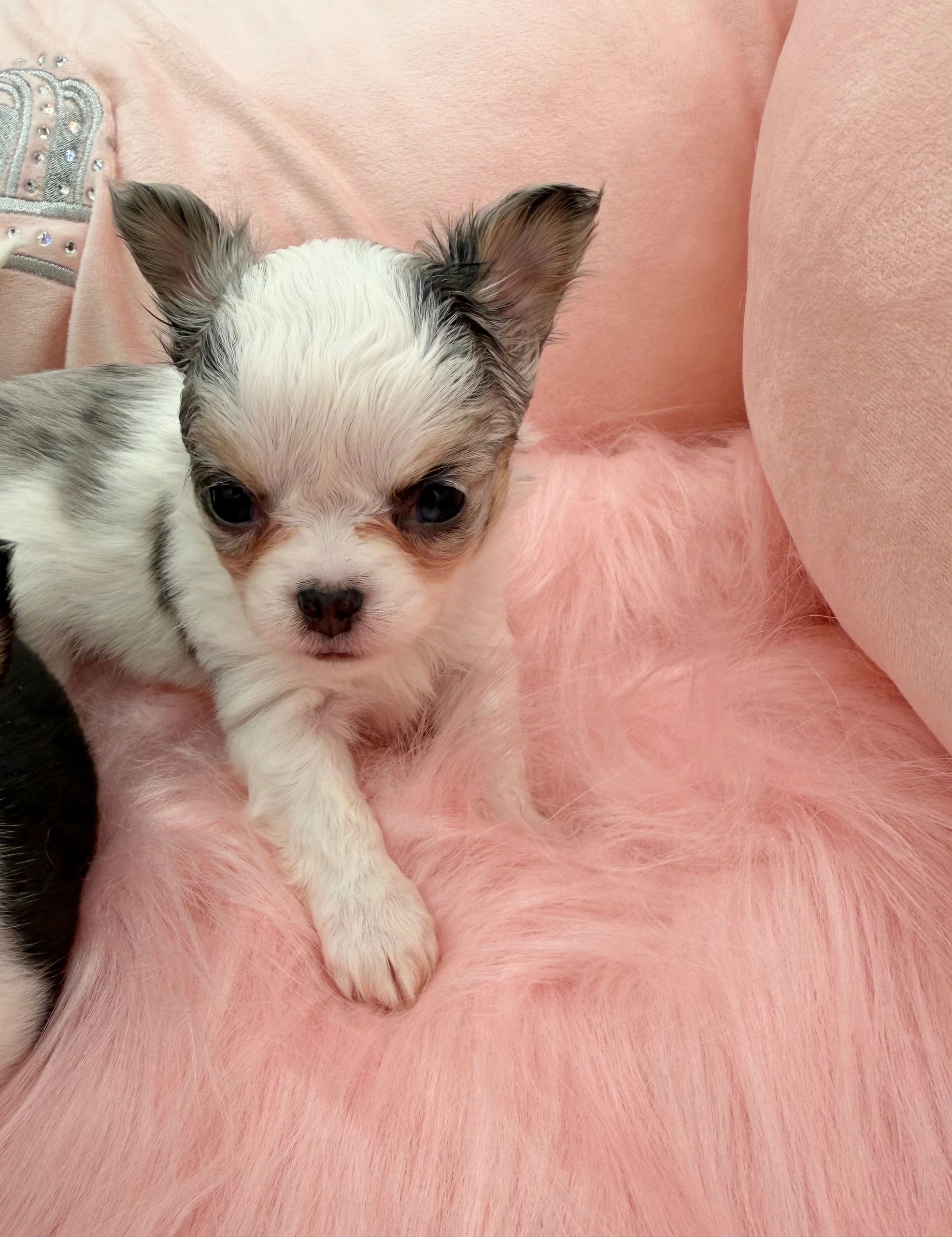 Cute puppy resting on a soft, fluffy pink cushion.