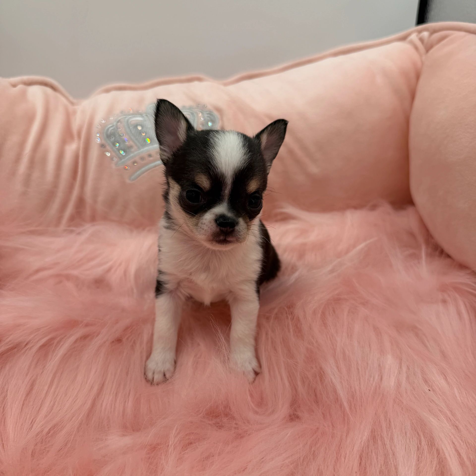 Tiny black and white puppy sitting on a fluffy pink bed.