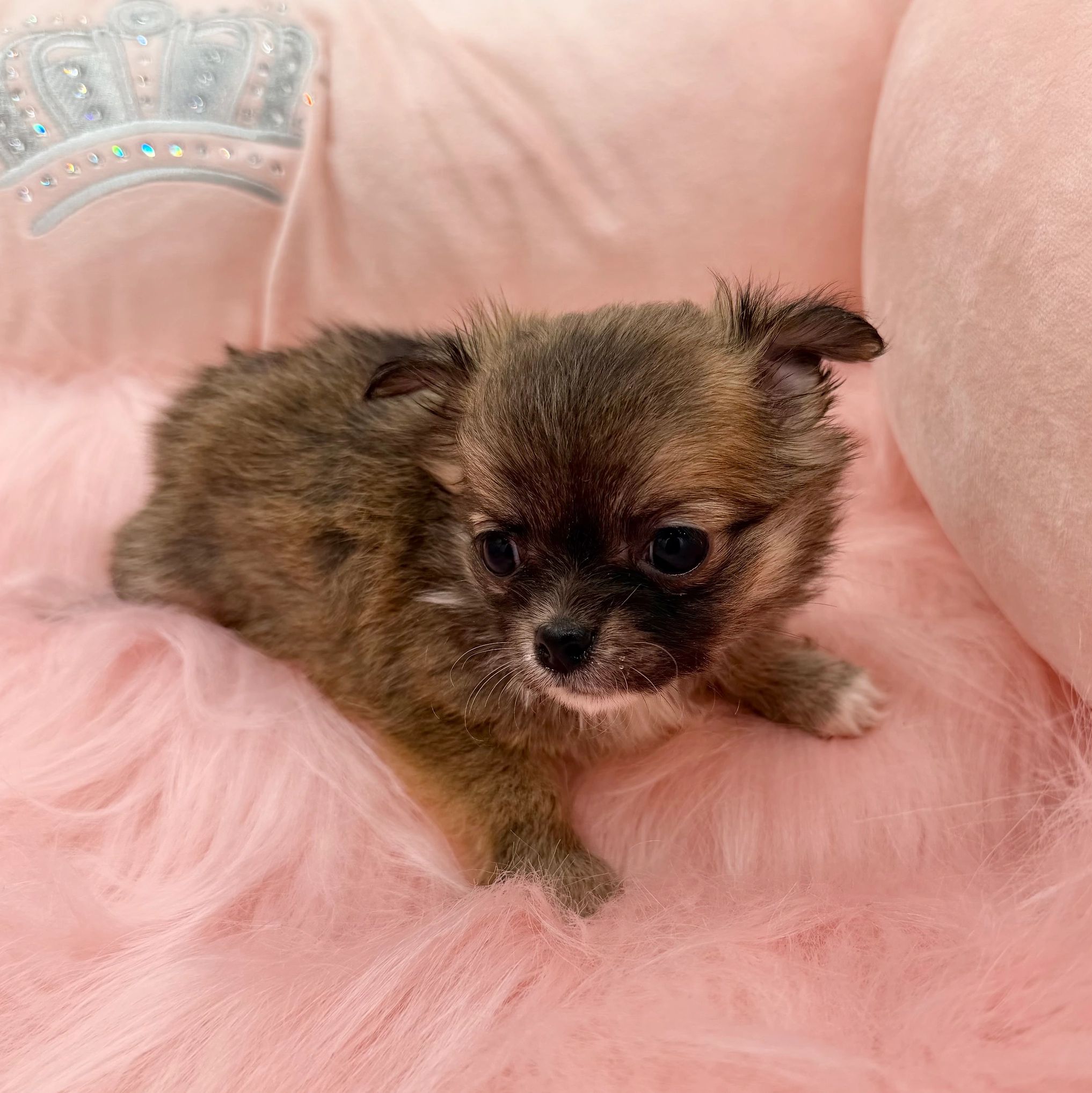 A tiny brown puppy resting on a fluffy pink blanket.