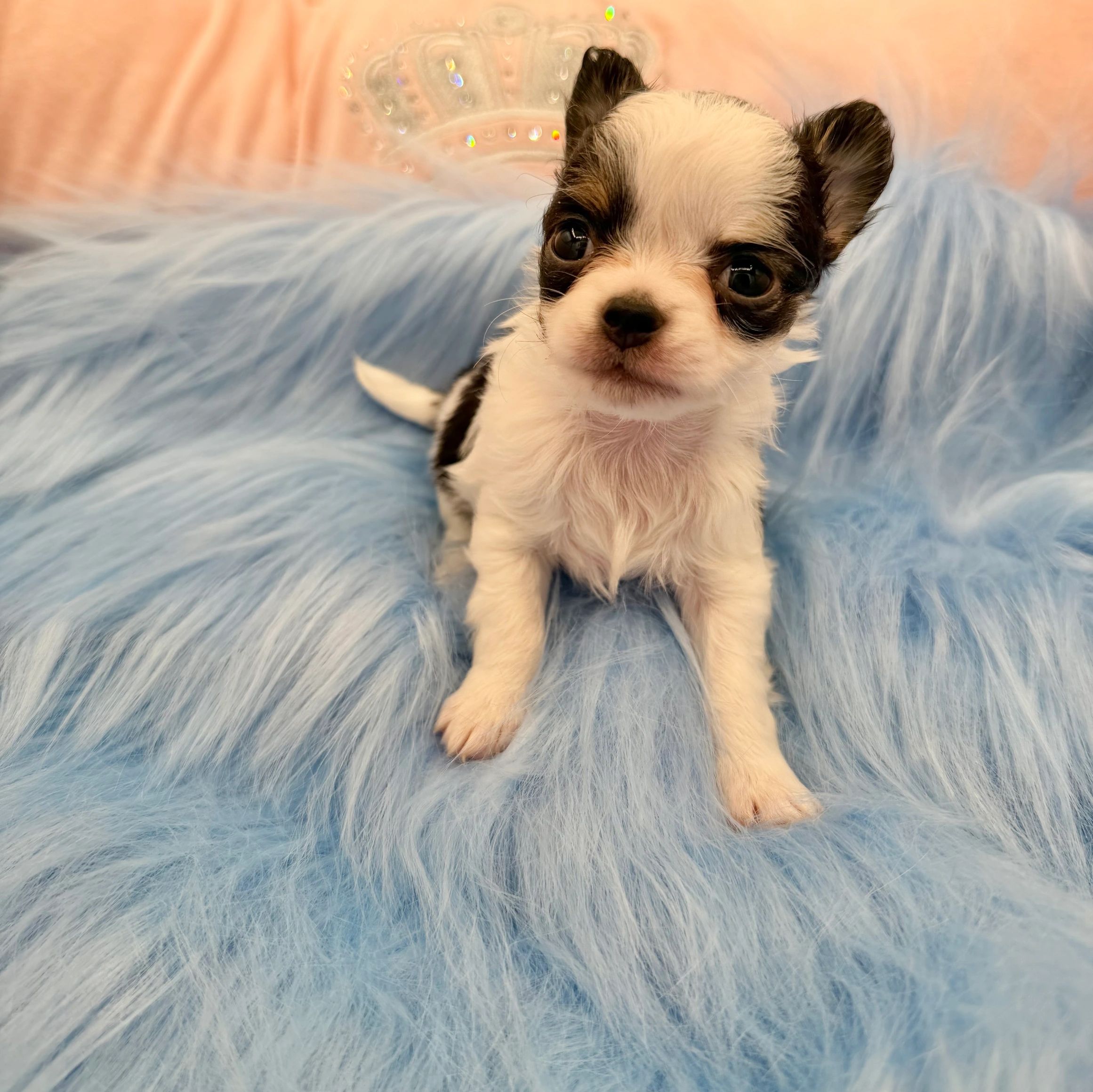 Adorable black and white puppy on a fluffy blue blanket.