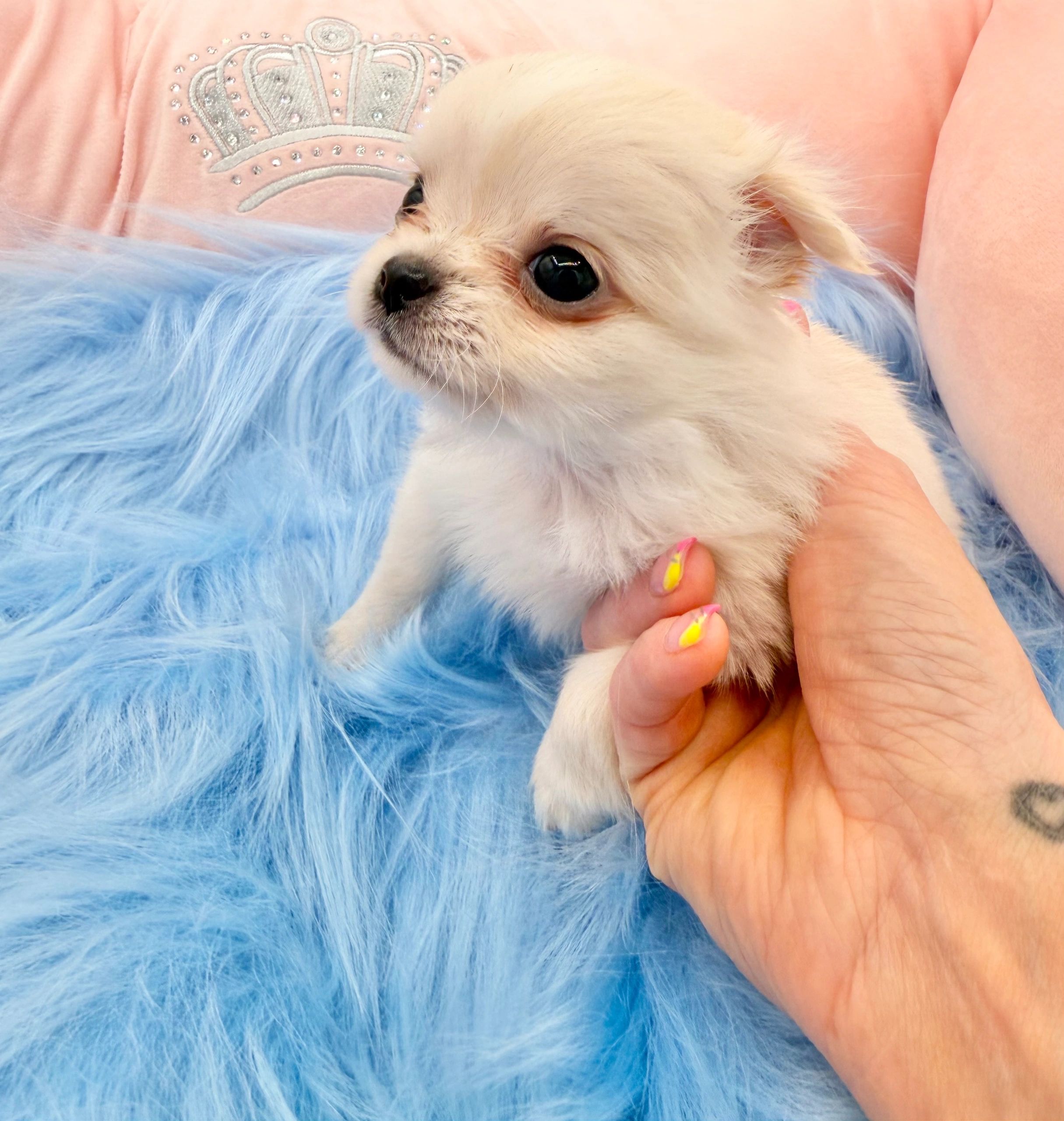 Tiny white puppy held in hands on a blue fuzzy blanket.