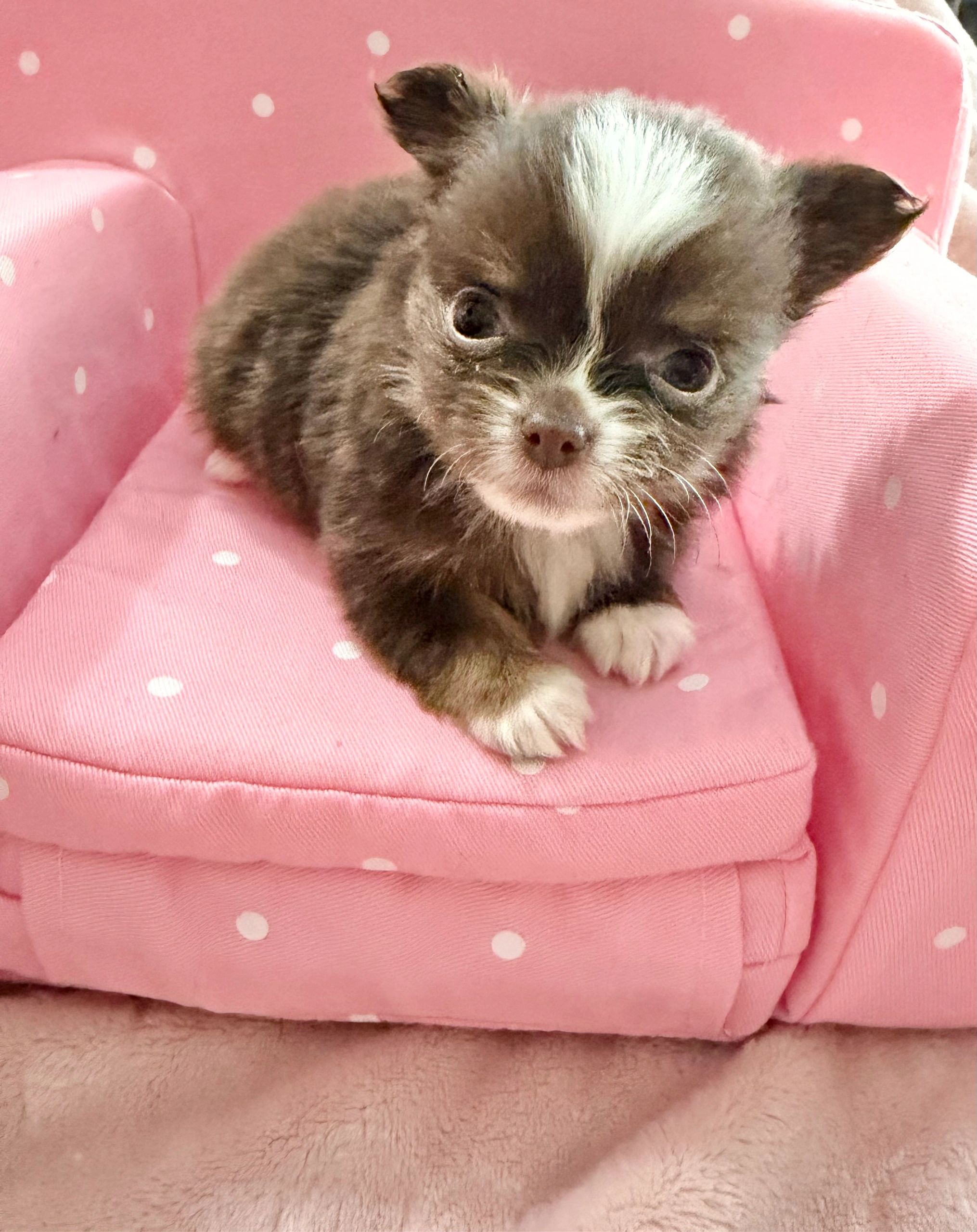 Adorable fluffy puppy resting on a pink polka dot chair.