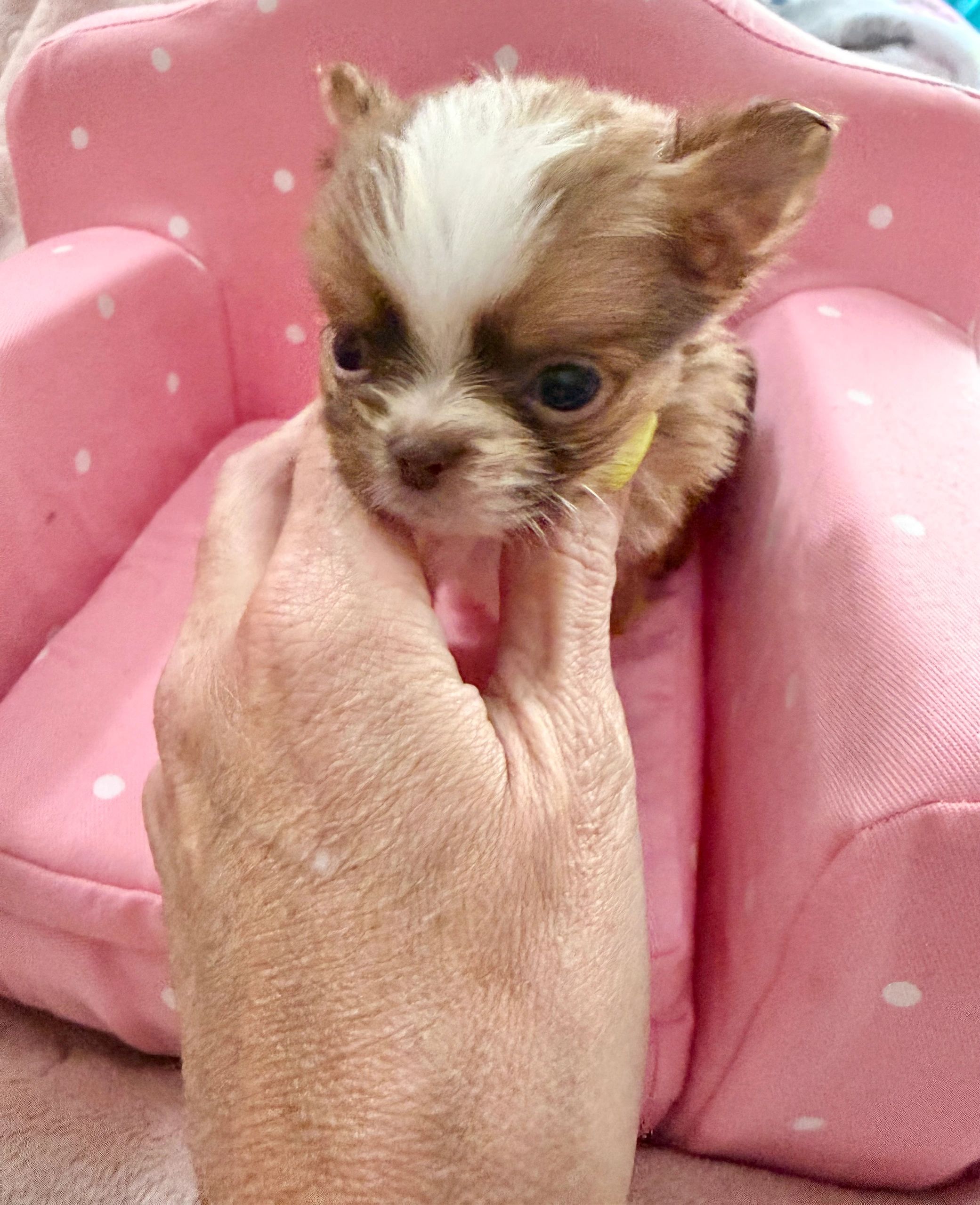 Tiny puppy with white and brown fur on a pink chair.