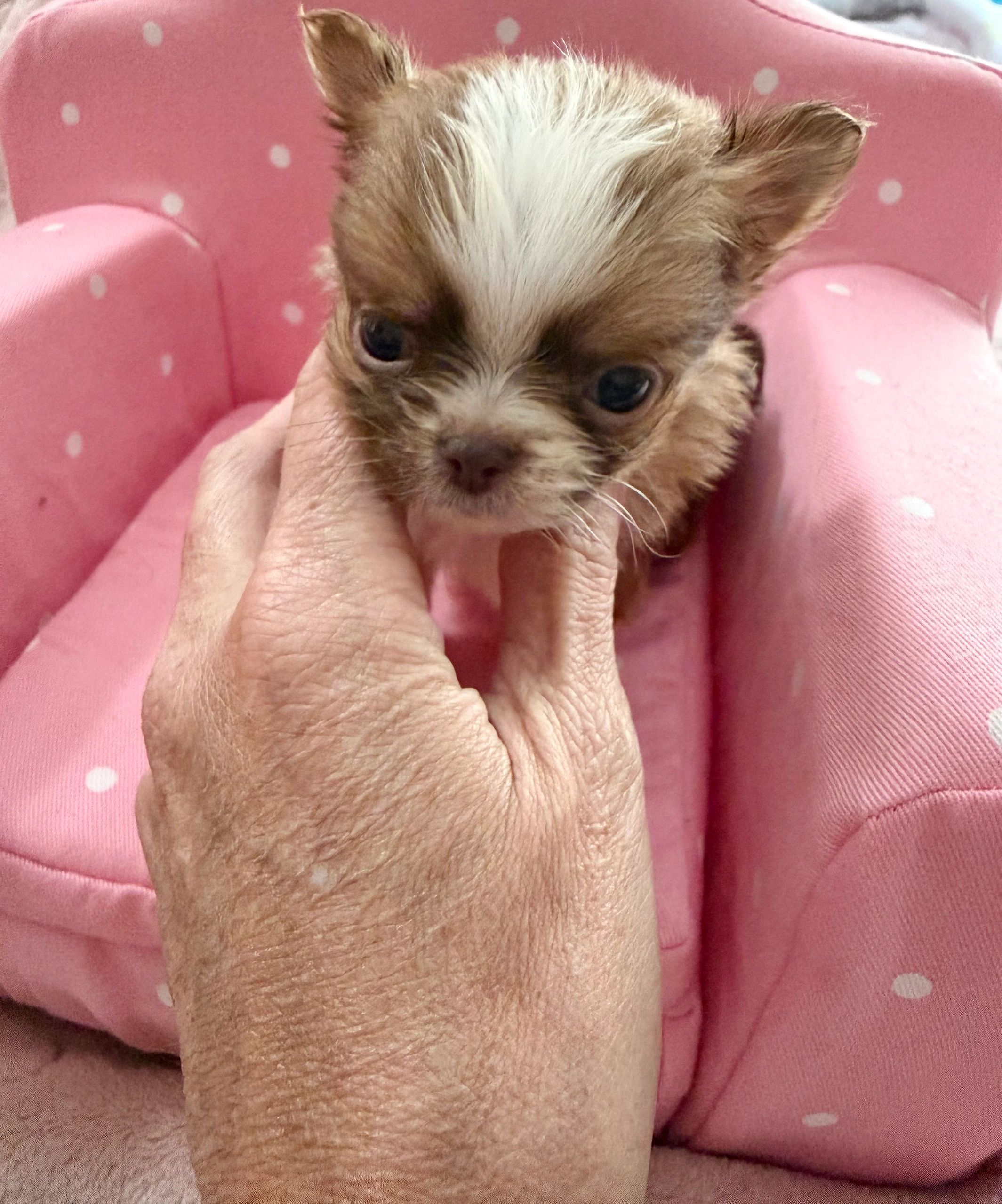 Tiny brown and white puppy held gently in hand on pink polka dot chair.