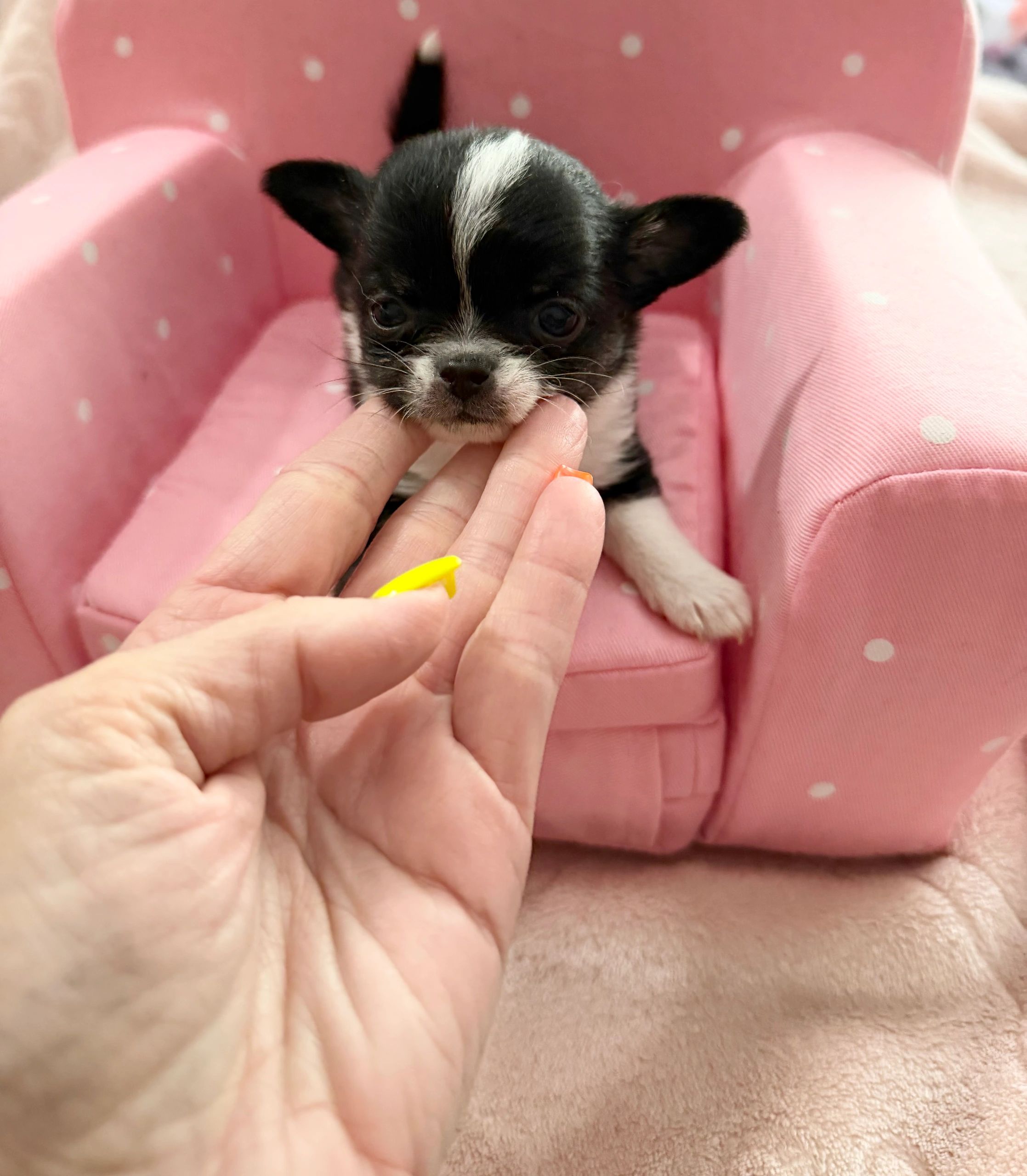 Tiny black and white puppy resting on a pink polka dot chair.