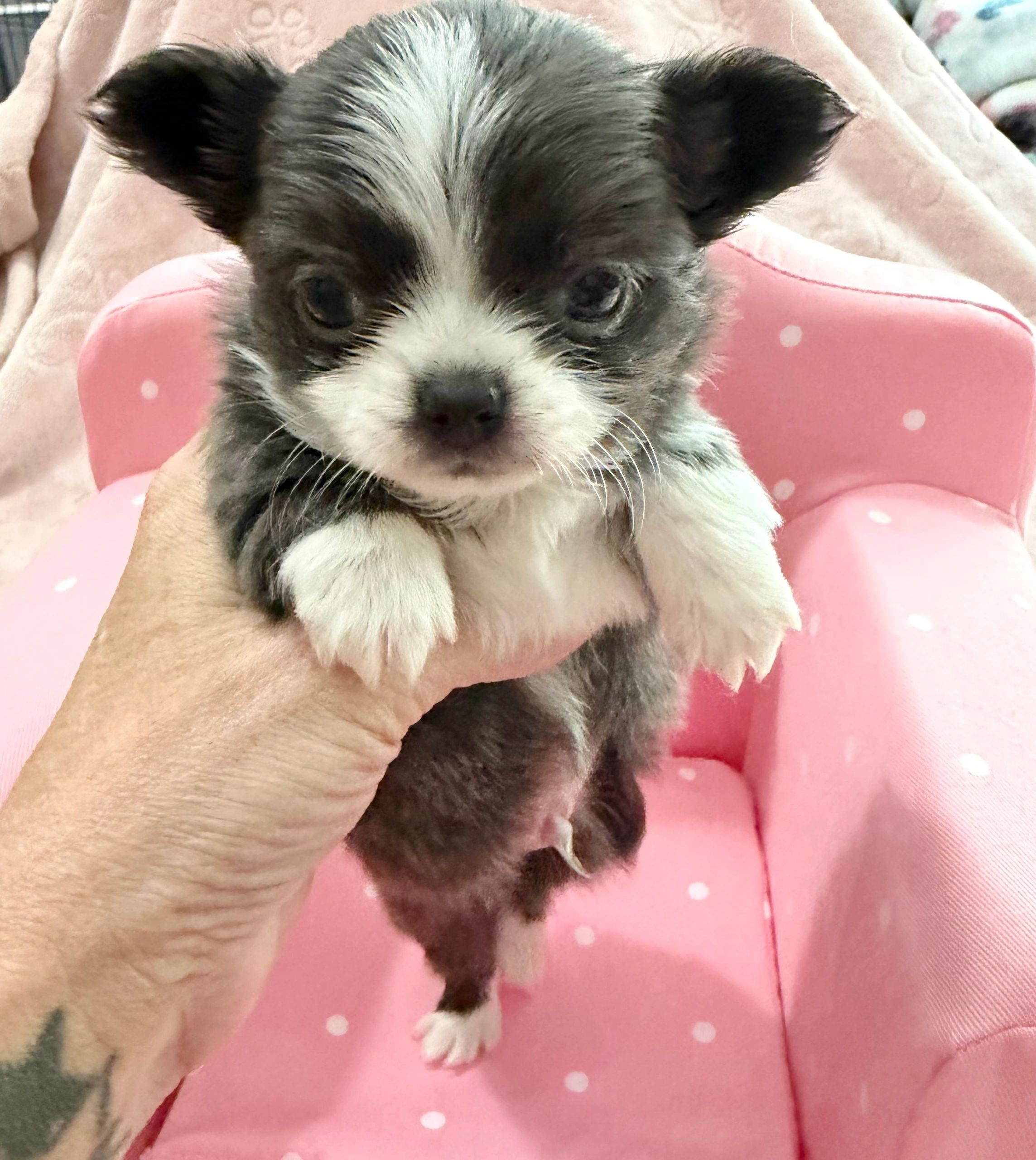 Tiny black and white puppy held gently with pink polka dot background.