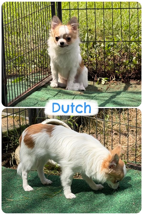 Two pictures of Dutch, a small white and brown dog, in a fenced outdoor area.