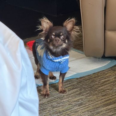 Small dog wearing a blue sweater indoors.