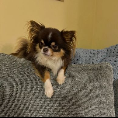 Small brown and white Chihuahua resting on a gray couch.