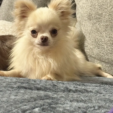 Fluffy cream-colored Chihuahua resting on a gray couch.