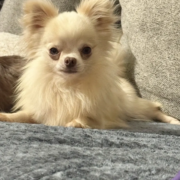 Fluffy cream-colored Chihuahua resting on a gray couch.