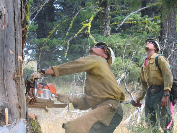 Two people cutting a tree with chainsaw in forest.