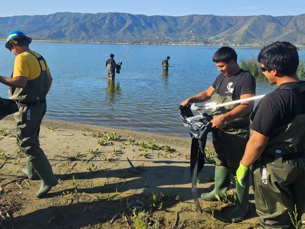 People in waders working by a lake with mountains in the background.