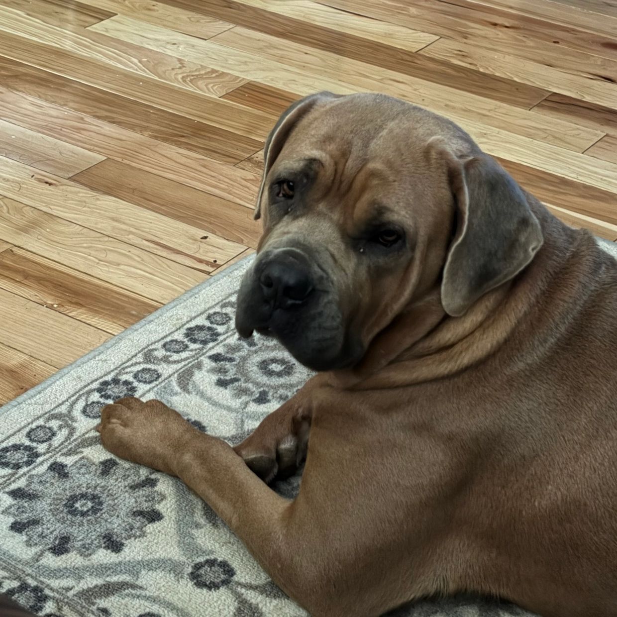 Wildelands AKC Nala Walking Tall dame