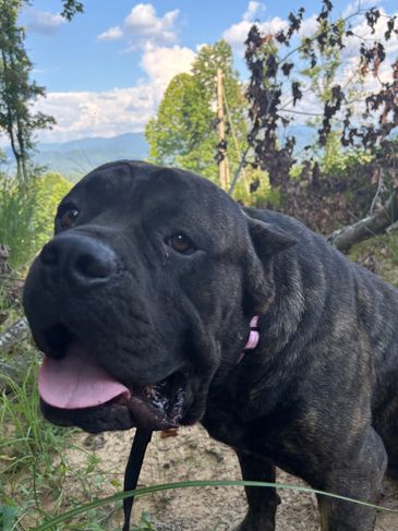 Our main Sire, Bayne.