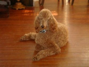 Vision red sale standard poodles