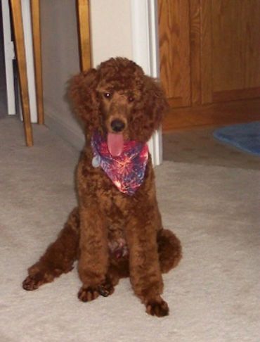 Vision red standard poodles sales