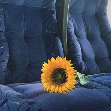 Girasol sobre asiento azul dentro de un vehículo.