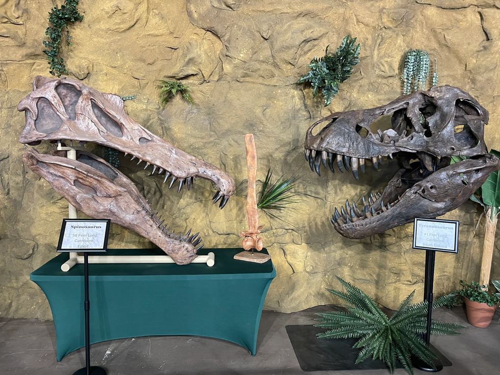 Spinosaurus and Tyrannosaurus Skull on Display inside Museum