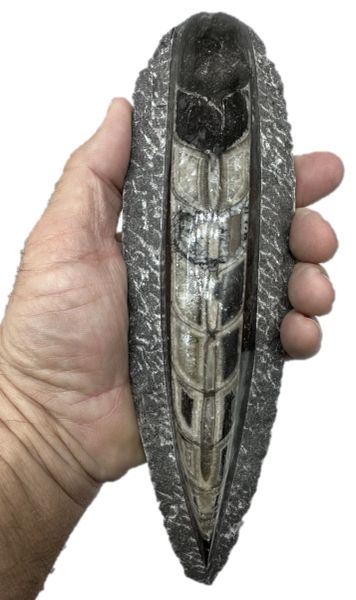 Orcetra Shell Orthoceras Shell - Giant
