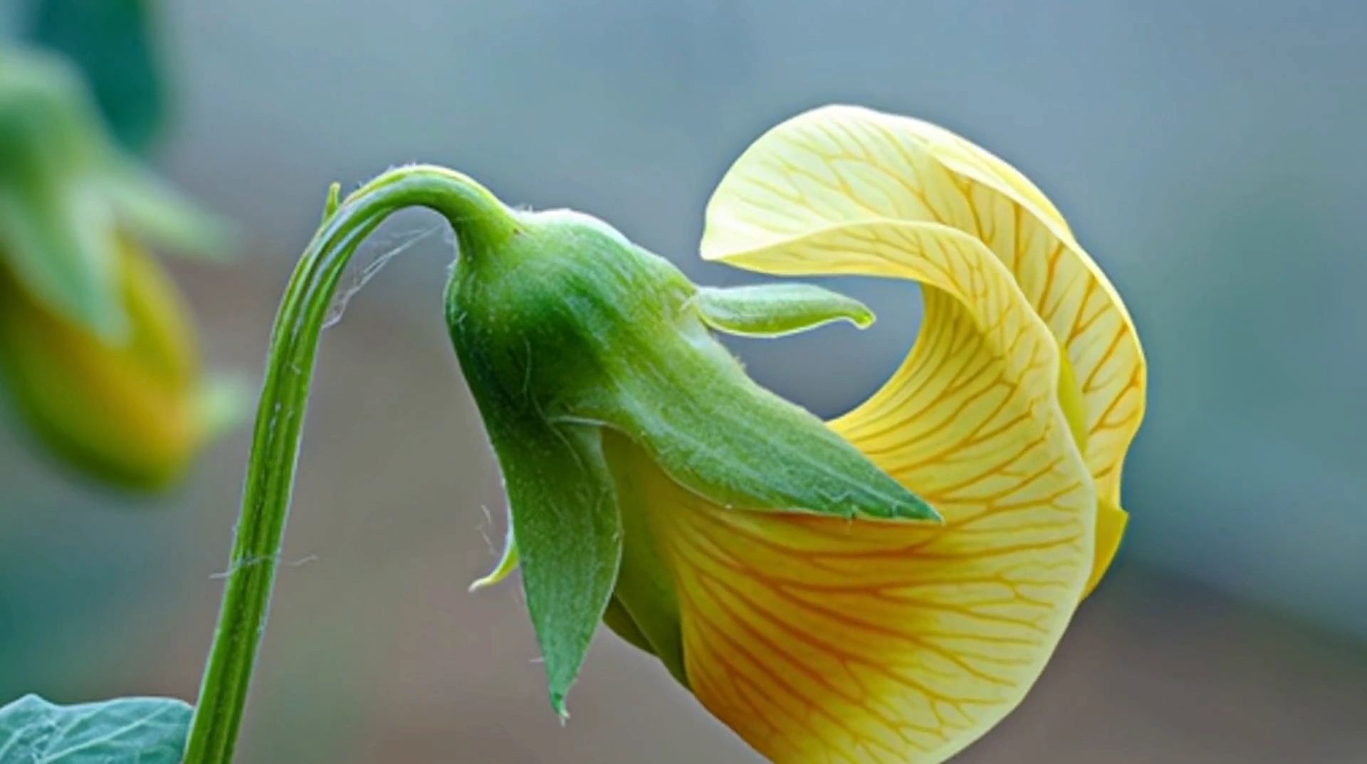 https://img1.wsimg.com/isteam/ip/c99747c7-e48c-488c-9f03-169866bc5122/thumbnails/thumbnail-42b1e2e2-b904-4b53-8f32-6bc27f28c443.png