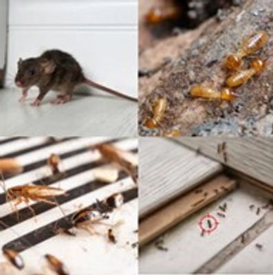 mice or rat, german cockroaches, ants, termites in a home, business or restaurant