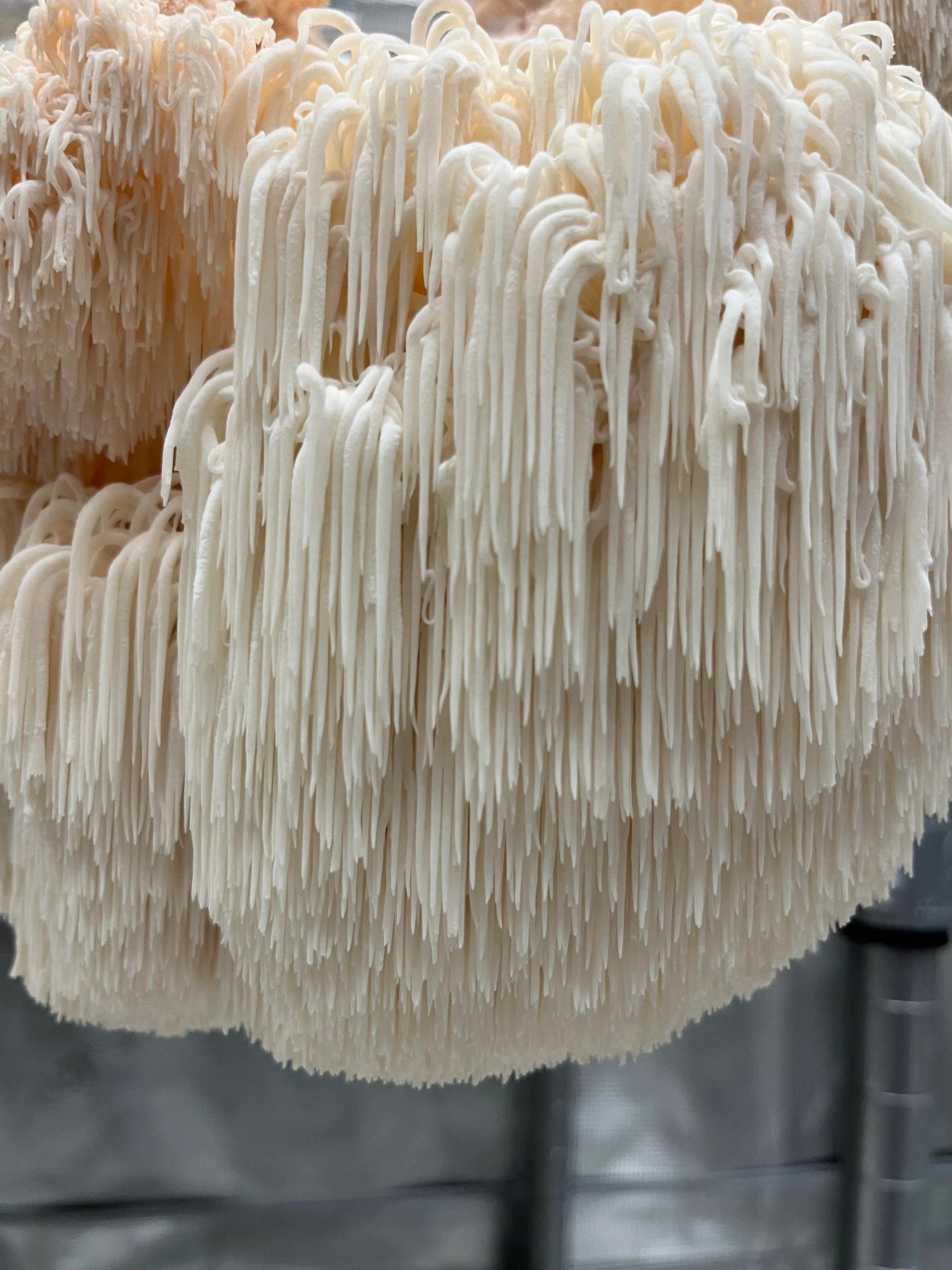 Gourmet Cooking at Home: 5 Recipes Featuring Lion's Mane Mushroom