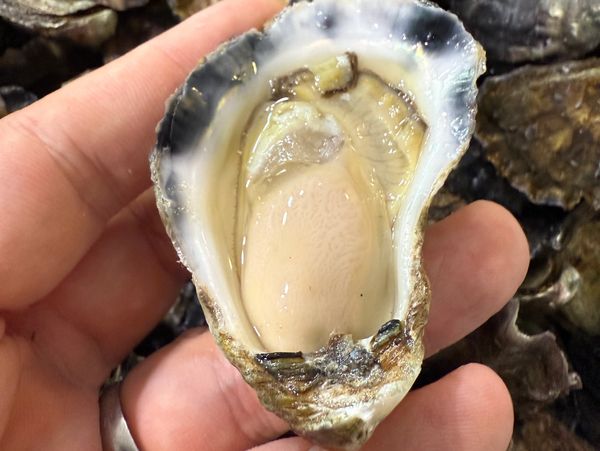 Close-up of a fresh oyster held in a hand with other oysters in the background.