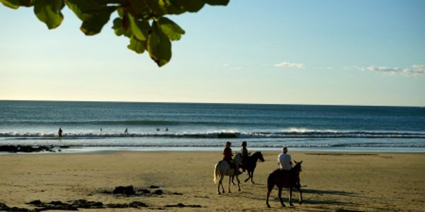 horses on beach