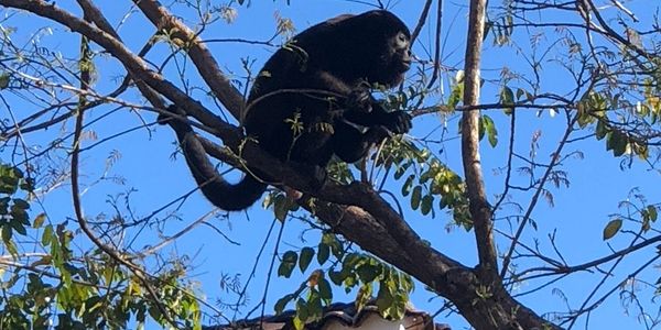 monkey on a tree