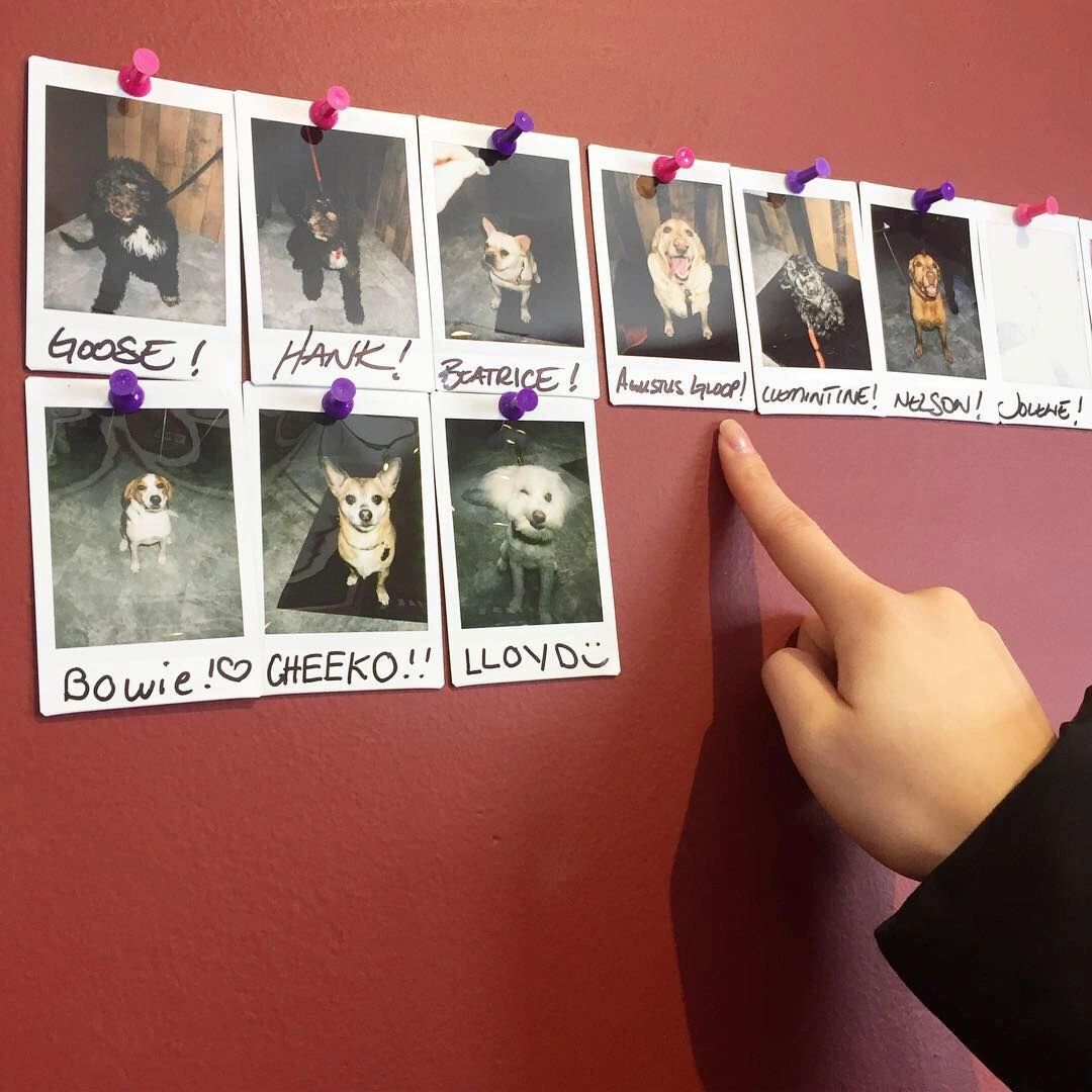 10-dog-friendly-patios-in-kw