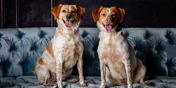 Foster dog sisters.