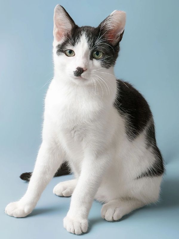 A black and white cat with green eyes sitting against a blue background.