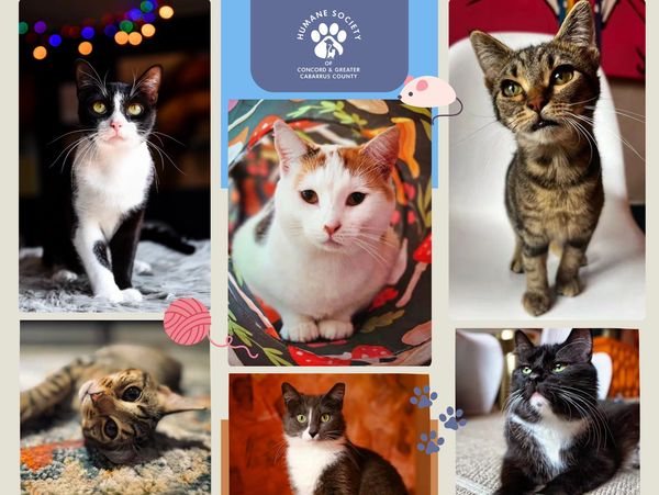 Collage of adoptable cats.