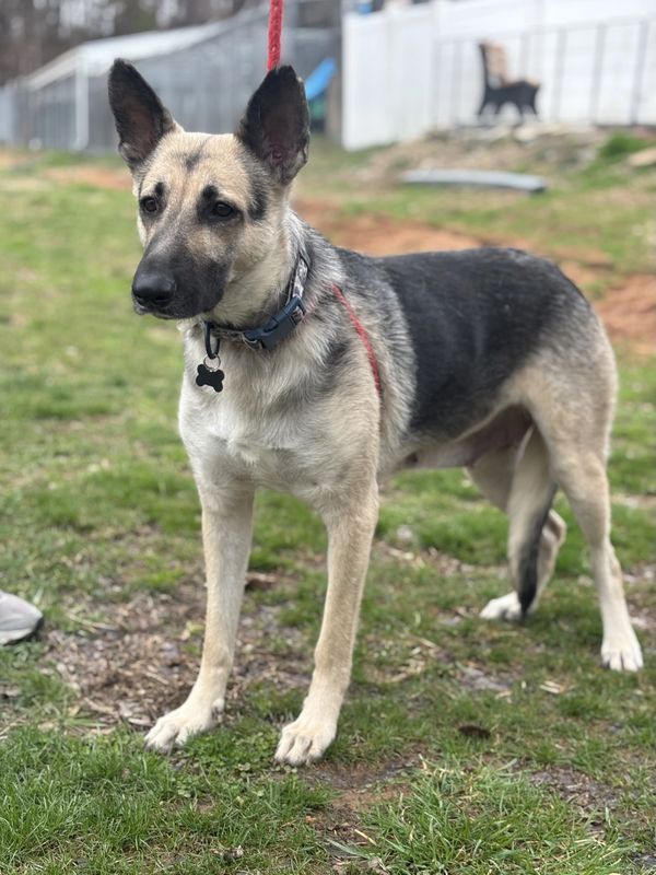 Alert German Shepherd standing on green grass with a red leash.