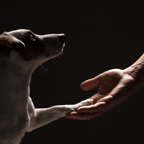 Human holding dog paw