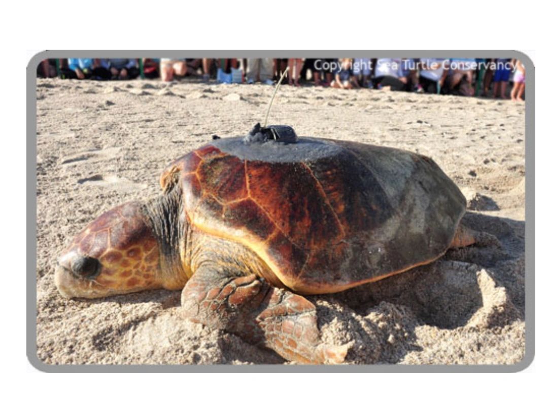 Meet the Sea Turtles | Beach X Change