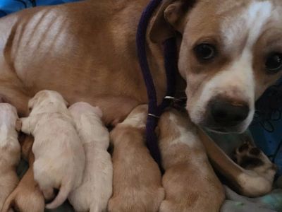 A mother dog nursing six newborn puppies. She's starving yet still caring for them. Spay and Neuter 