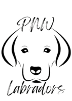 Pnw Labradors