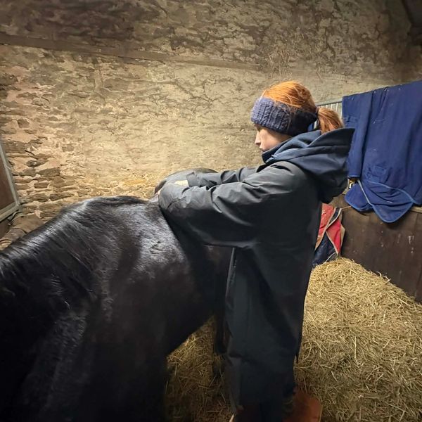 Person grooming a black horse inside a stable.