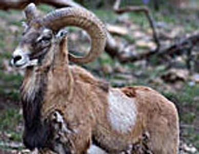 Red Sheep’s light brown or tan, grayish-brown to reddish-brown horns curve above and behind neck, 