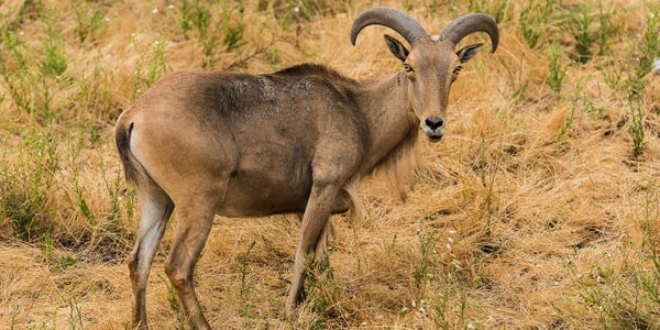 mountains of North Africa, sandy brown color, horns that sweep backwards and outwards in an arch. 