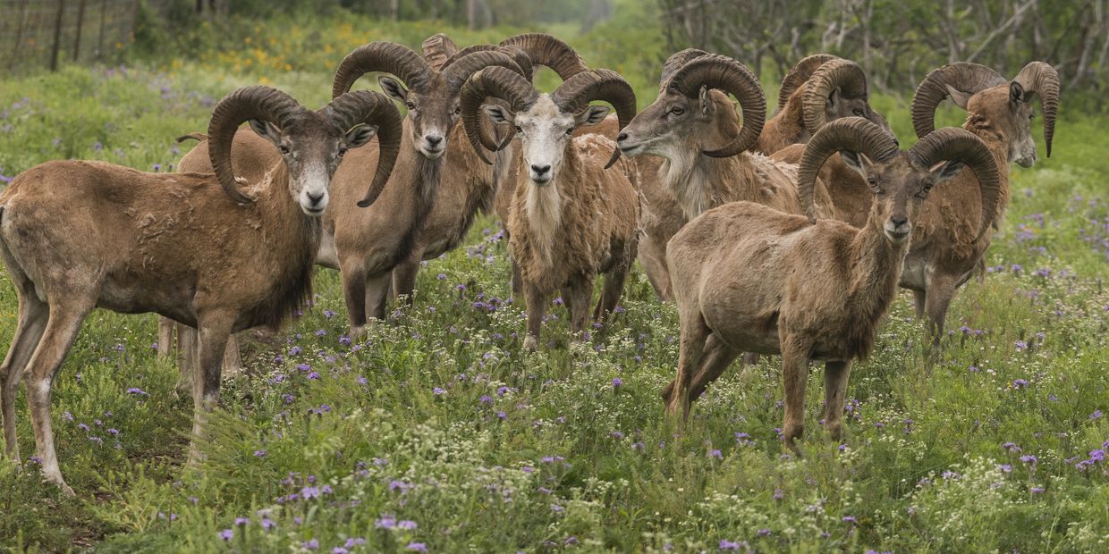 Afghan Urials, trophy will have horn length in upper 27 inch range and up. Horns curl outwards.