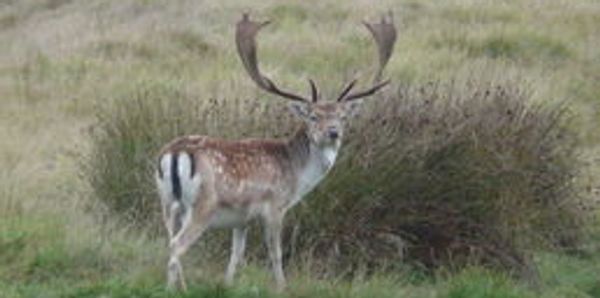 Europe. Fallow Deer coat  white, reddish-brown, and black.    Older bucks are solitary animals.