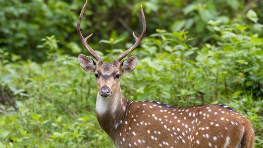 A trophy will have antlers between 30 to 36 inches, 3x4 or 4x4.