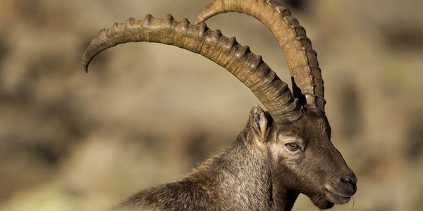 Ibex horns 7–14 inches for females; males 27-39 inches in length. Any Ibex is a great trophy. 