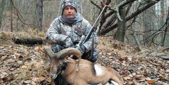 Trophy class Afghan Urial harvested by Shilo Ranch hunter. 